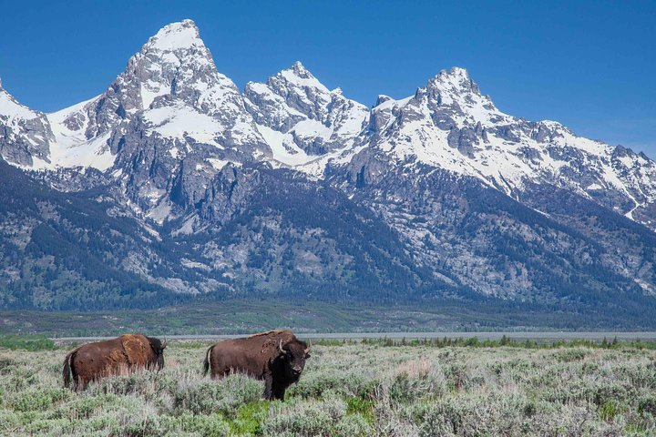 American bison in front of the Grand Teton, elev. 13,776 ft